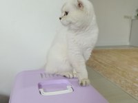 Mükemmel güzellikte scottish fold