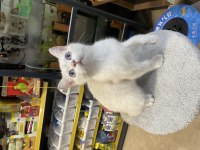 British Shorthair Yavrumuz