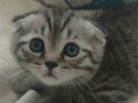 yakışıklı scottish fold yavrum