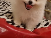 Kar beyazı çok iyi kalite pomeranian boo