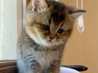 Scottish Straight golden tabby