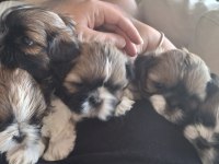 45 günlük shih tzu yavrular