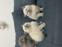 Minik Patiler Büyük Aşk Kediler