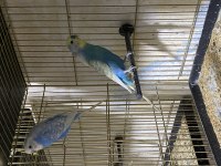 Jumbo ve Çekoslovak muhabbet kuşu takım