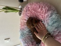 Ev doğumu toy poodle bebiş