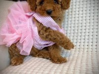 TOY POODLE YAVRULARI
