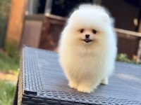 minik sevimli pomeranian