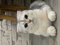 7 AYLIK BRİTİSH SHORTHAİR KÜL BEYAZ