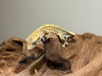 CRESTED GECKOLAR
