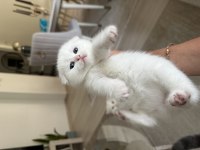 MAMA VE TUVALET EĞİTİMLİ SCOTTİSH - BRİTİSH YAVRULAR
