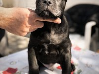 Show kalitede perfect cane corso puppies