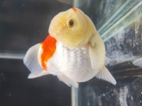 Gayet sağlıklı boy boy oranda altınbaş balıklar