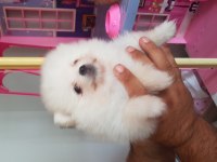 Pomeranian Boo