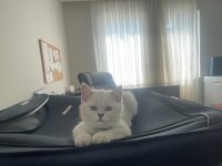 Eşsiz Güzellikteki Safkan Scottish fold