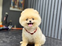 Üst kalite Pomeranian Boo