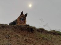 Alman çoban köpeğimiz