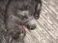 Russian blue dişi