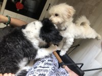 Mecburiyetten acil sahiplendirilecek köpeğimiz