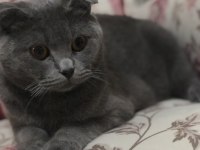 Scottish fold yavrular ve anne sahiplendirilecektir