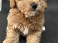 MALTİPOO KOYU APRİCOT F1B (F2) TÜY DÖKMEZ KOKU YOK
