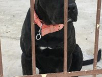 9 aylık cane corso