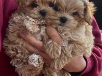 En özel kore maltipoo yavruları