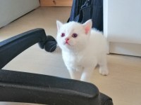 British shorthair blue point