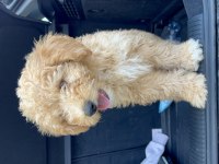 4 Aylık Apricot renk erkek yavru poodle