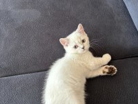 2 aylık british shorthair