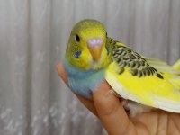 El Beslemesi Minik Muhabbet Kuşu