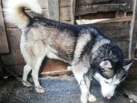 HUSKY KÖPEĞİMİZE YENİ YUVA ARIYORUZ