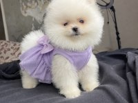 AYI SURAT POMERANİAN BOO YAVRULAR