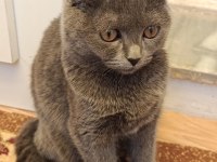 3 aylık scottish fold yavrular sahiplendirilecektir