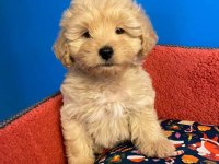 BABY FACE IRK GARANTİLİ MALTİPOO YAVRULARIMIZ