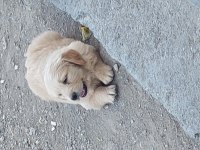 Gülen yüz golden retriever yavrumuz