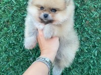 Erkek orange pomeranian boo