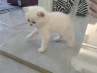 British shorthair güzel kızım