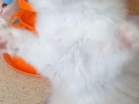 Safkan Ragdoll Bebekler