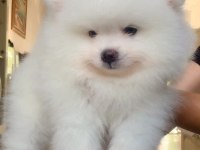 İki aylık pomeranian boo yavrularım