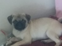5 aylık pug yavrusu
