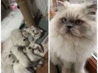 Scottish ve british shorthair 45 günlük