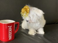 Ankarada tek kore kan maltese yavrumuz