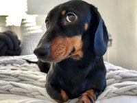 A kalite sosis dachshund yavrular hazır