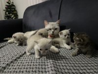 Güzel british shorthair bebeklerim yuvalarına gitmeye hazır
