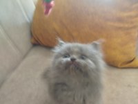 40 günlük british longhair