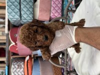 Ömür boyu ırk garantili poodle yavrularımız