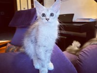 Safkan maine coon