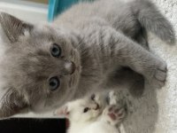 Dişi british shorthair yuva arıyor