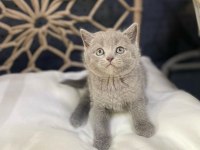 Yeni gelen british shorthair güzellikler