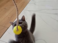 2 AYLIK KÜÇÜK PATI MİNİK ELLER BRİTİSH LONGHAİR